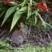 Bunny Returning to Warren