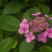 Hortensia