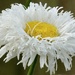 Shaster Daisy