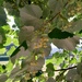 The Scent of Lime