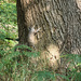 Squirrel posing for a photograph.    