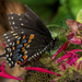Fluttering
