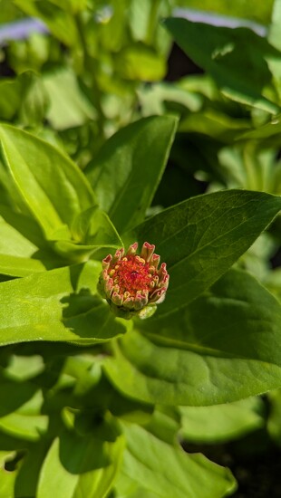 Zinnia Bud by julie