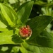 Zinnia Bud