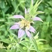 Spotted Beebalm