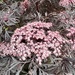 Flowers. 