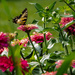 Swallowtail on the zinnia