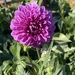 First Dahlia Of The Year
