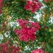Swirling tree