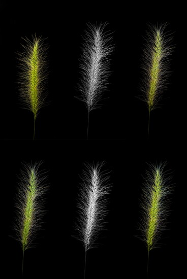 Light, texture, contrast. by ramr