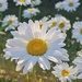 Sunny daisies