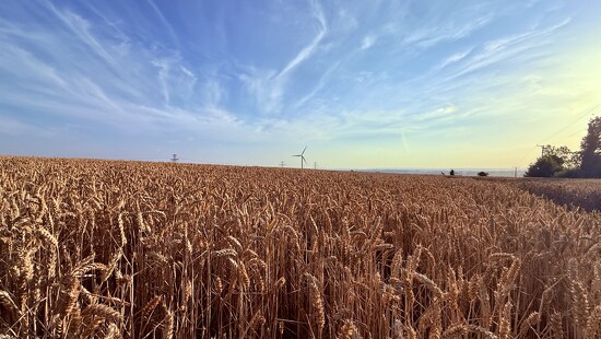 Ready For Harvesting by phil_sandford