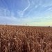 Ready For Harvesting