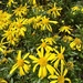 African Bush Daisy