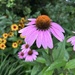Coneflower 
