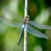 Lesser Emperor