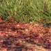 Plenty of colourful leaves on the ground.