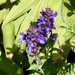 Sweltering salvia