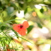 Wild poppy~~~~~