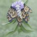 Monarch Magic