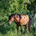 Horse in Shade