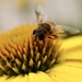 Hover Fly