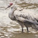 Fishing Crane