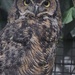 Eyes Of An Owl