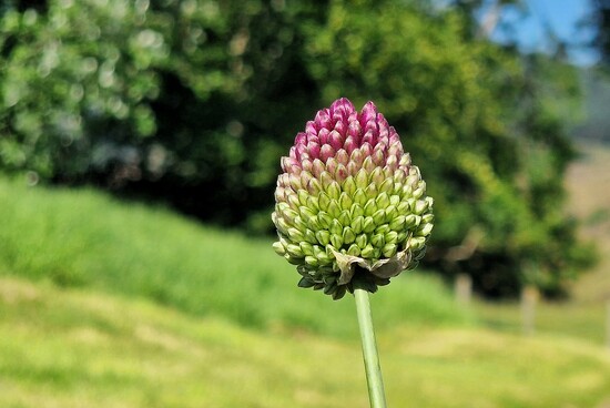 mini alium by christophercox