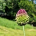 mini alium
