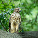 Red Shouldered Hawk (Juvenile)