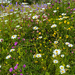 Hoswick Wild Flowers