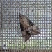 Green Cloverworm Moth