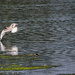 Practicing birds in flight.