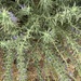 Vinegar Weed