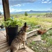 Standing Guard
