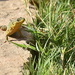 HAPPY  LIZARD