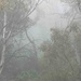 Misty forest