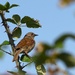 IMG_7586a Dunnock