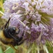 Bee..