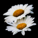Daisies