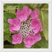 Hydrangea 