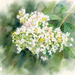 Crepe Myrtle