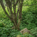 In the woods