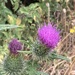Pretty but prickly!