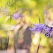 Bokeh and agapanthus~~~~~