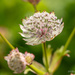 Astrantia major