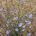 Chicory