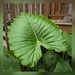 A perfect leaf