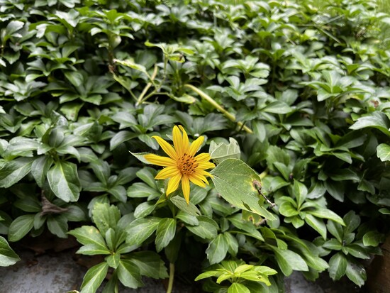 Miniture Sunflower by pej76
